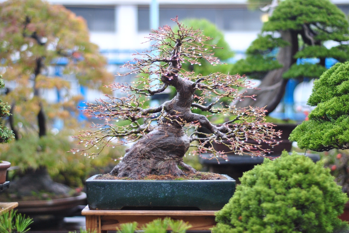 I’ve been playing with bonsai for 23 years, I’ve worked with numerous bonsa...